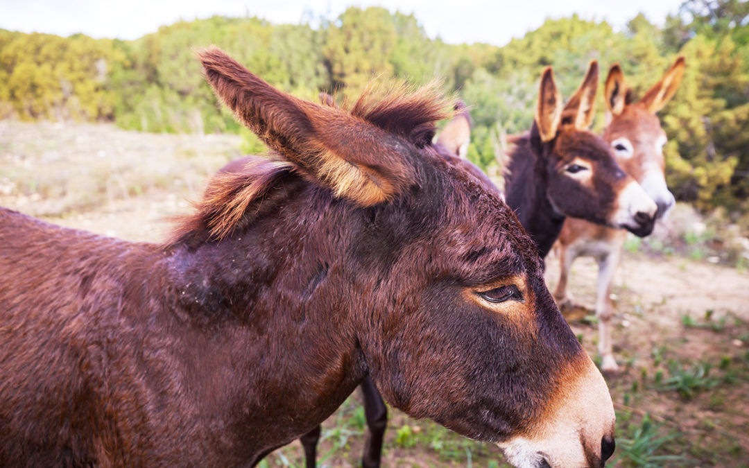 North Cyprus Donkeys: A Unique and Endearing Attraction