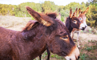 North Cyprus Donkeys: A Unique and Endearing Attraction