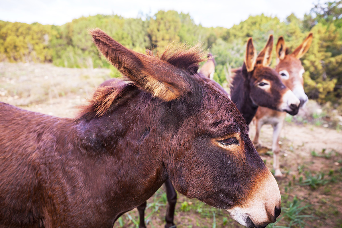 north-cyprus-donkeys north cyprus donkeys