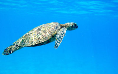 How to Watch Turtles in North Cyprus: A Guide for Nature Lovers