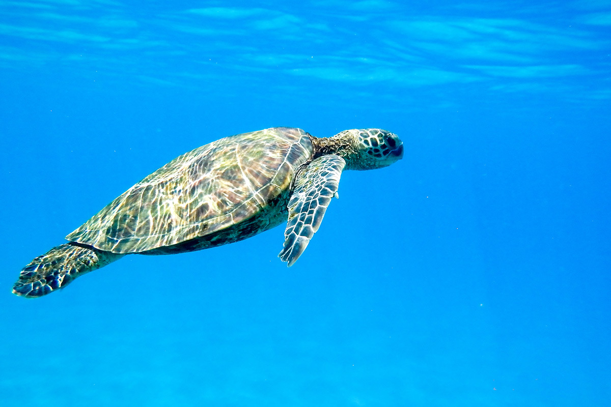 How to Watch Turtles in North Cyprus: A Guide for Nature Lovers | Cyprusify